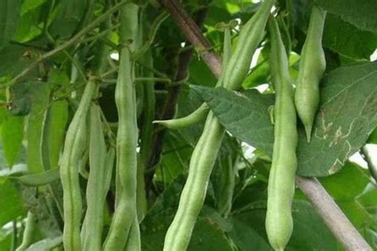 如何掌握菜豆的施肥技术？
