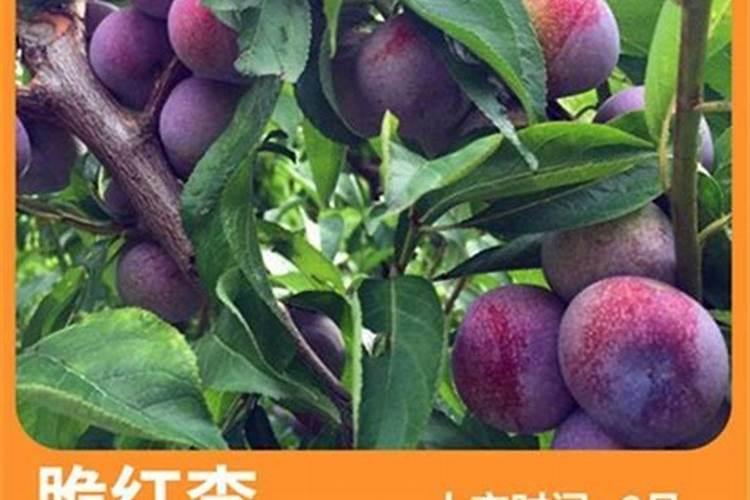 李子怎样管理才能又大又甜(李子增大增甜度用什么方法)