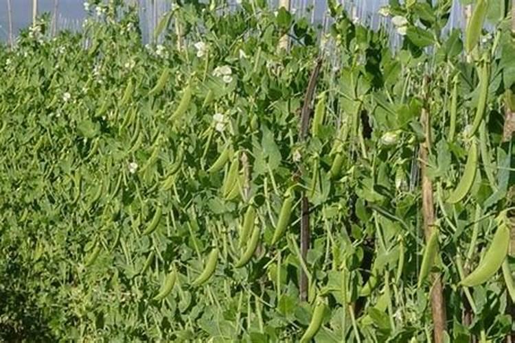 用什么肥料使植物在发芽期长得又粗又壮？