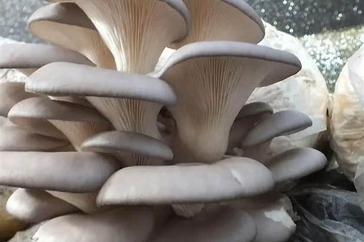 葡萄开花冲施少量磷酸二氢钾对花期好不？