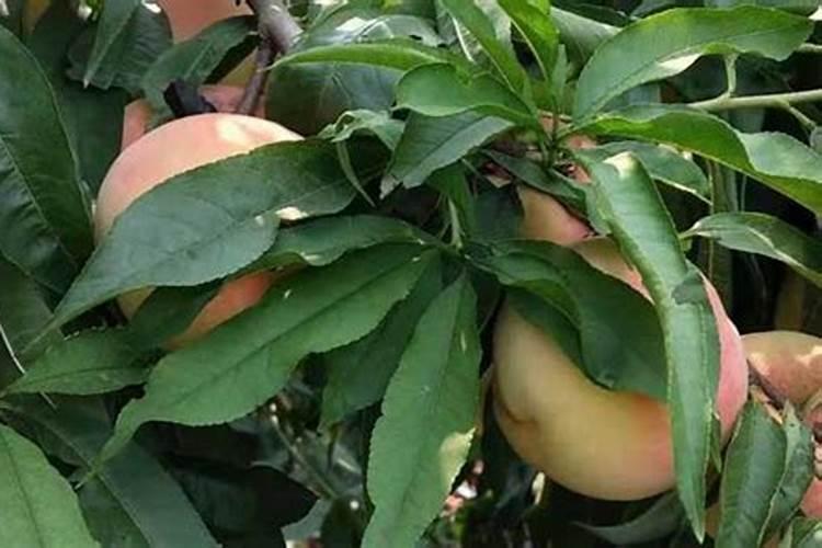 我想种植冬桃该什么季节育苗