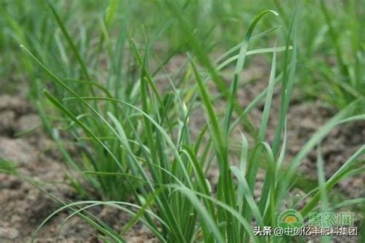 韭菜施肥什么肥料好 韭菜施肥啥肥料好
