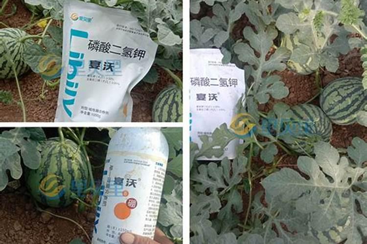 西瓜苗期用什么叶面肥