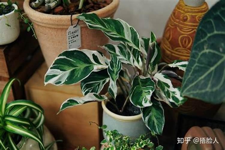 品牌榜:2024年水溶肥料十大品牌排行榜 投票结果公布【新】