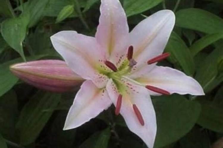 桃树专用肥料十大品牌