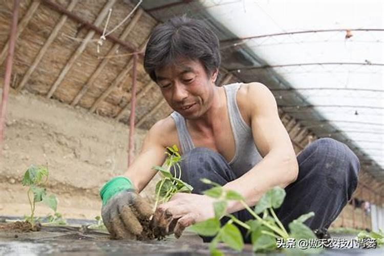 韭菜移植后怎样浇水 韭菜根移植后多久浇水