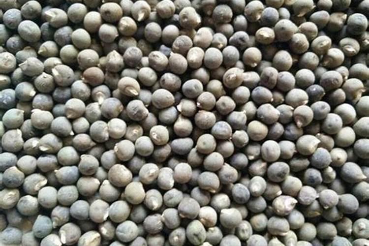 菜园子种植秋葵,什么时候种植好？应该如何管理？