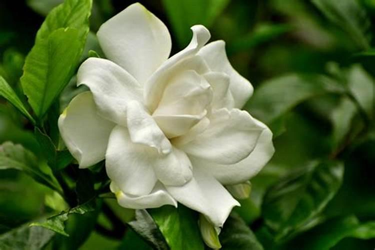 桅子花怎么浇水施肥料