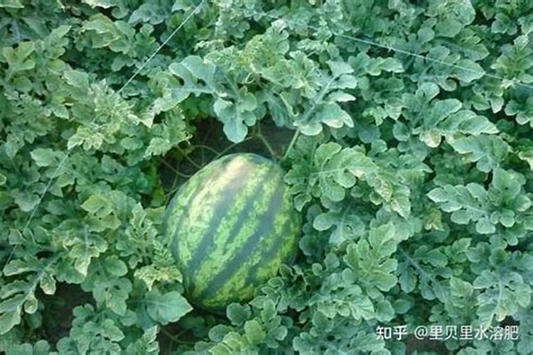 哪个牌子的叶面肥效果最好。