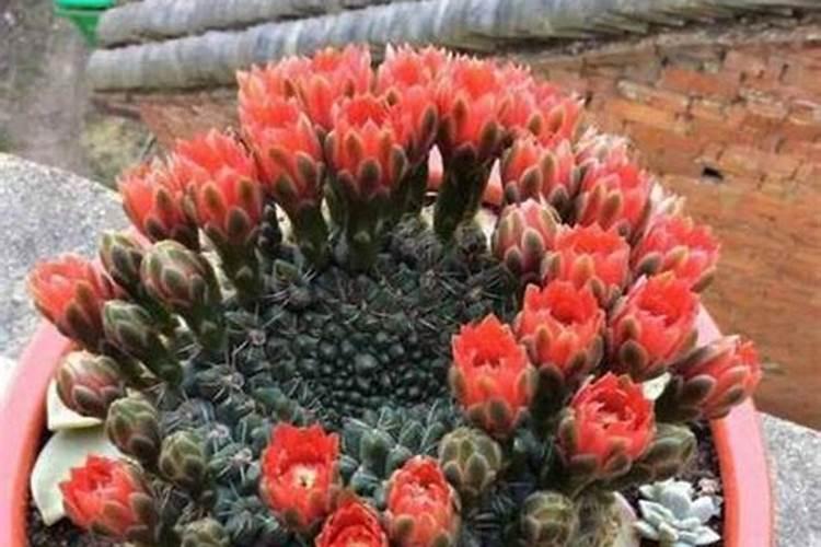 磷钾肥怎么浇花正确使用方法