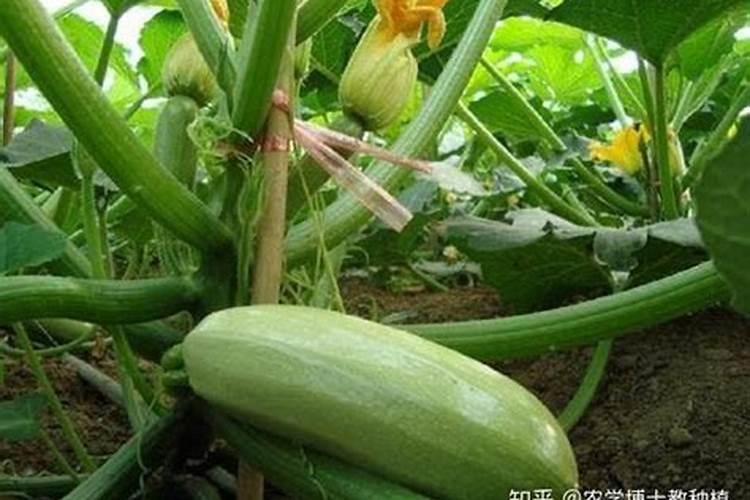 西葫芦的需肥特点和施肥原则是什么