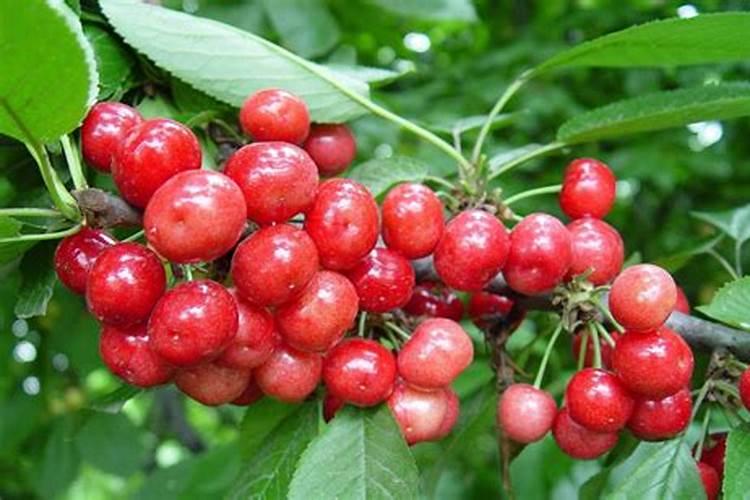 种植大樱桃树需要注意什么？在移栽樱桃苗后应该怎么做？