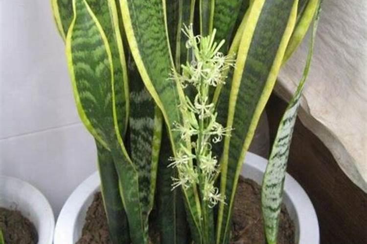 虎皮兰施什么肥料长得好