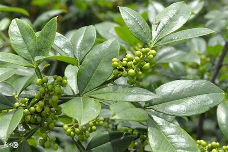 花椒花期用什么叶面肥