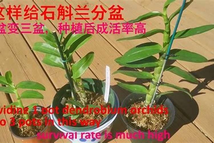 让石斛长的比较快用什么肥料？