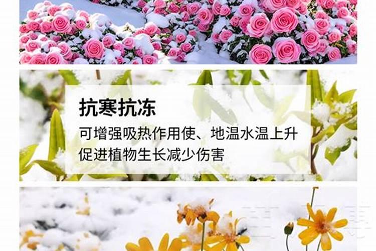 种菜底肥是用钾肥好还是豆饼好