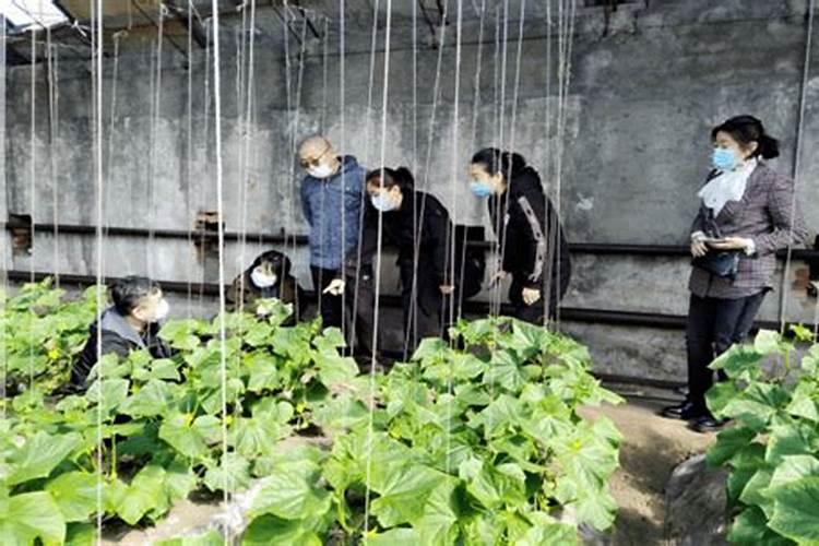 叶面肥哪种最适合蔬菜使用