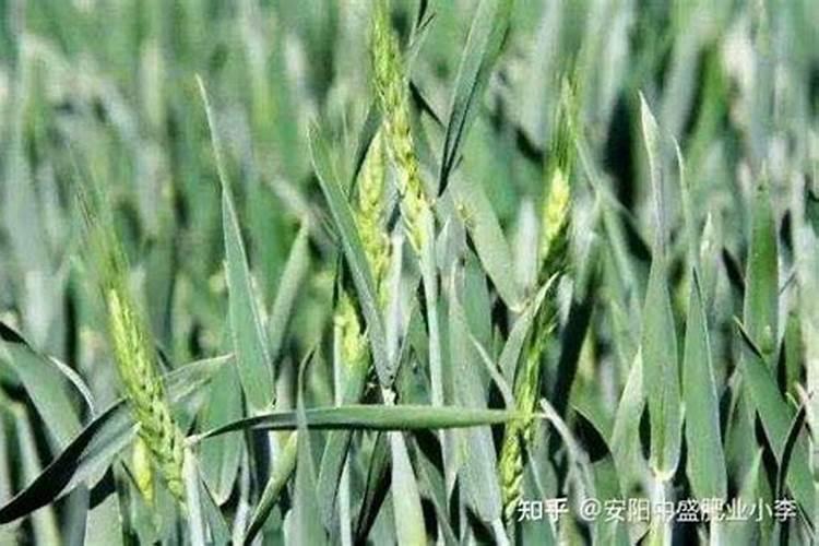小麦灌浆期如何管理 小麦怎么施肥