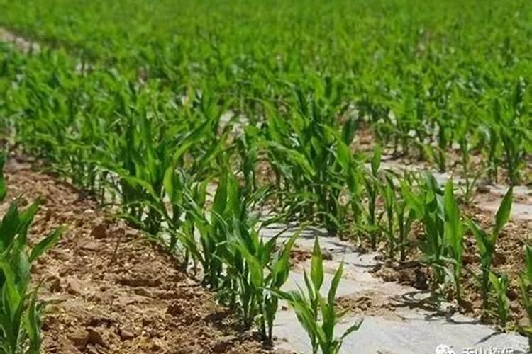 玉米用什么肥料能高产 附施肥方式