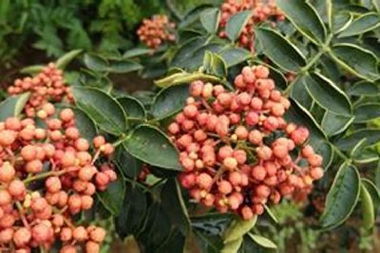 打什么药花椒上色红