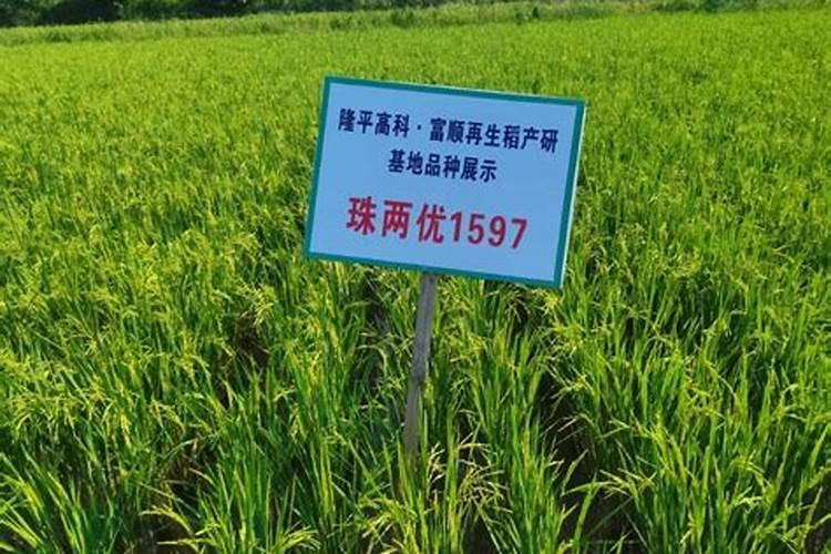 隆平9号水稻种品种