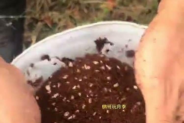用什么浇果树幼苗可促其生长快速