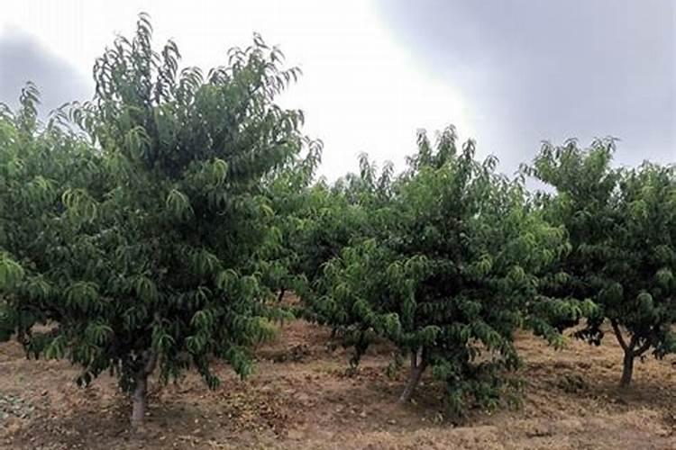 桃树追肥用什么肥料好