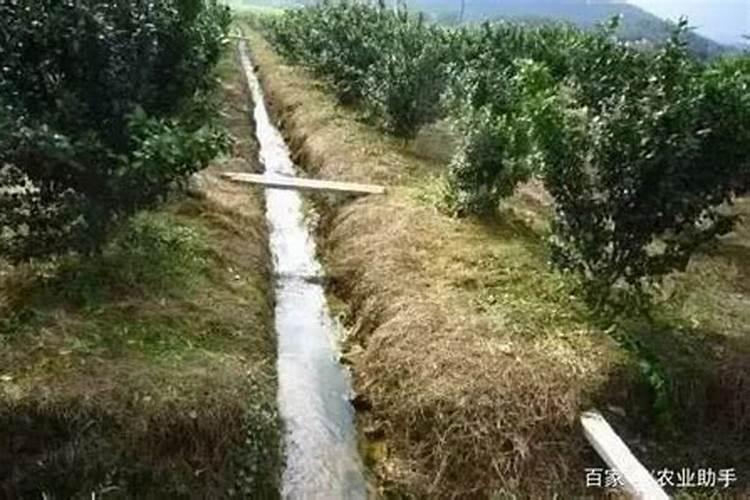 柑橘采收前的水肥管理 柑橘养殖技巧