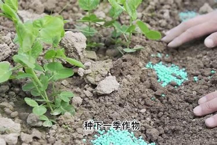 今年桔子树挂果很多但是两个礼拜幼果都黑完了,不知道是什么病？