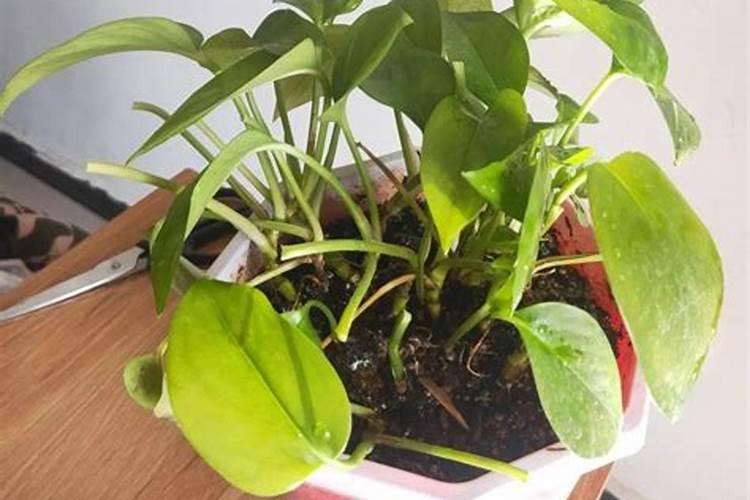 绿萝要哪些肥料