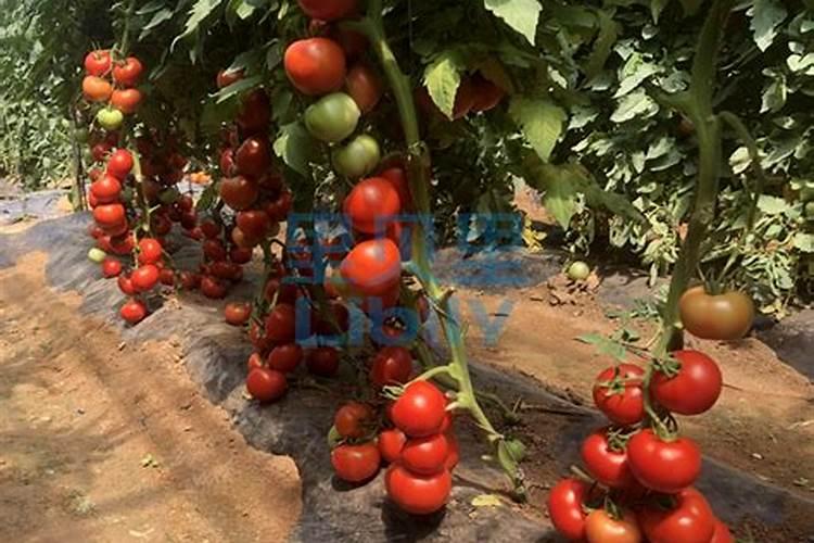 西红柿用什么肥料好