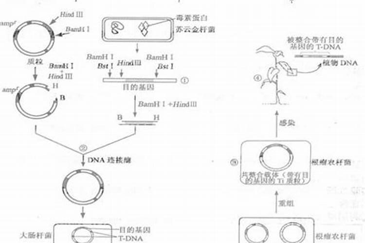 农药与叶面肥混合需要注意哪些问题