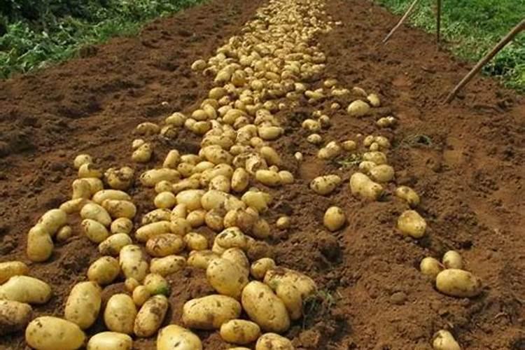 一亩地施多少有机肥、种土豆用什么肥料最好