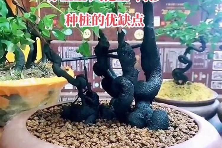 下山桩头如何生根