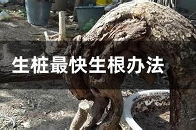 网上买的幸福树老桩怎么养能发芽？
