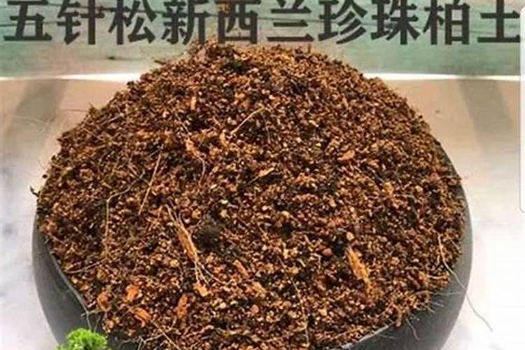 榆树下山桩出芽后能否喷些叶面肥