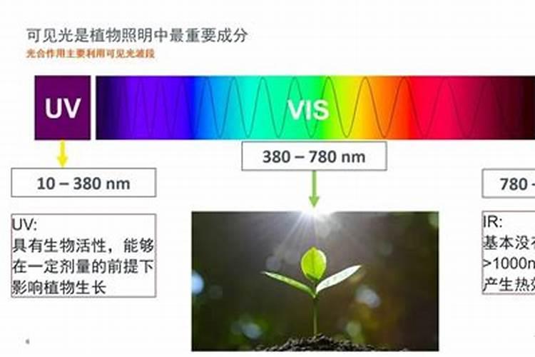兰科植物晚上打开气孔吗 所以晚上喷施叶面肥？