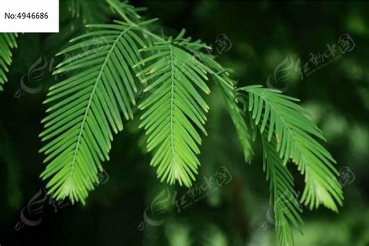 描写红杉的佳句