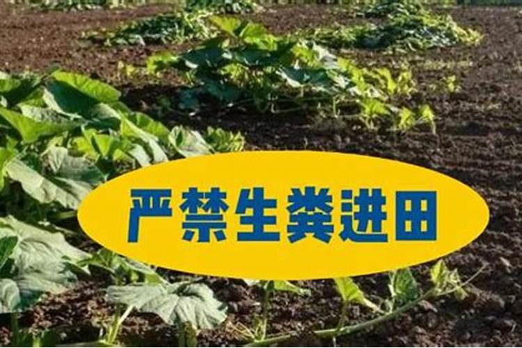 牛生粪稀释找到要到什么程度可以变成沼液施肥