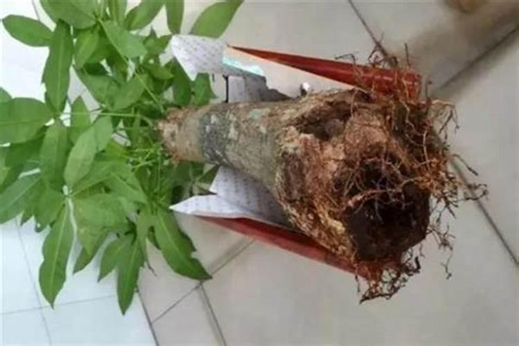 我把肥料在水中融合洒在发财树叶面上现在叶面开始发黄眼看着就要死了...