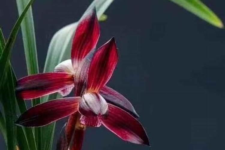 兰花不长新芽可以翻盘儿吗？