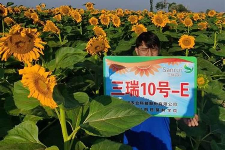 在养花时如何使用磷肥