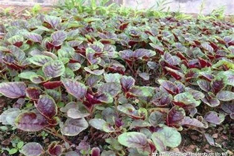 高产芒果需要掌握什么种植技巧 芒果施肥方法介绍