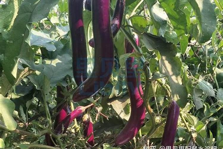 茄子秧矮小怎么回事？用什么微量元素水溶肥好？