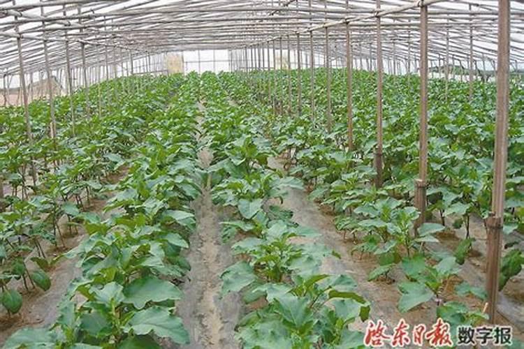 绿灌青茄种植l技术？