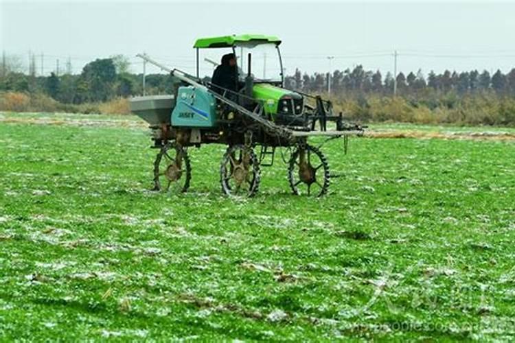 小麦4月份还能追肥吗