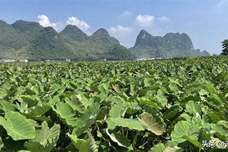 种芋头最好的肥料是什么？