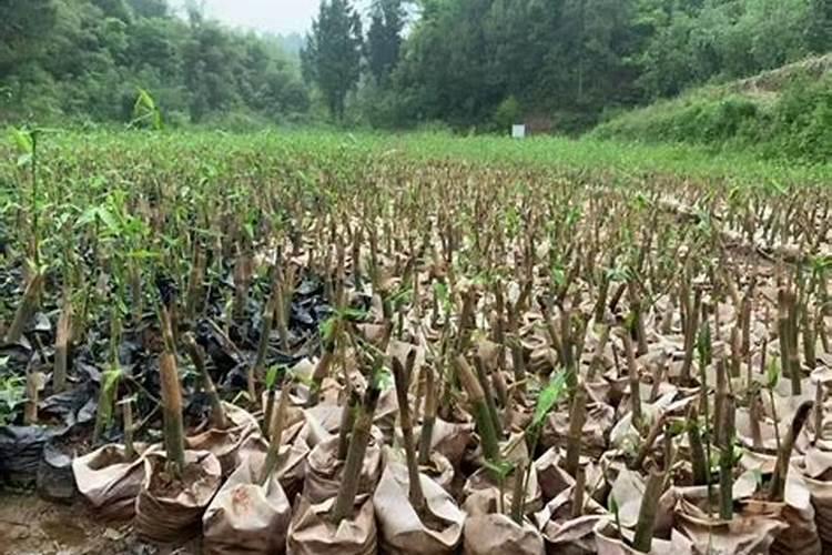 竹笋施什么肥料 竹笋施肥技术要点