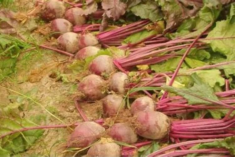 树浆弄手上洗不掉怎么办