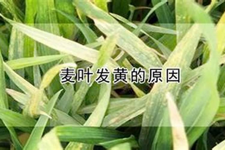 小麦返青期苗子缺氮肥发黄喷什么叶面肥？